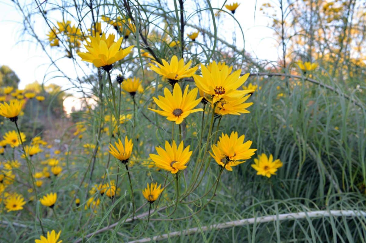 Bunch of yellow blooming flower of Autumn Gold Willow-leaf Sunflower 