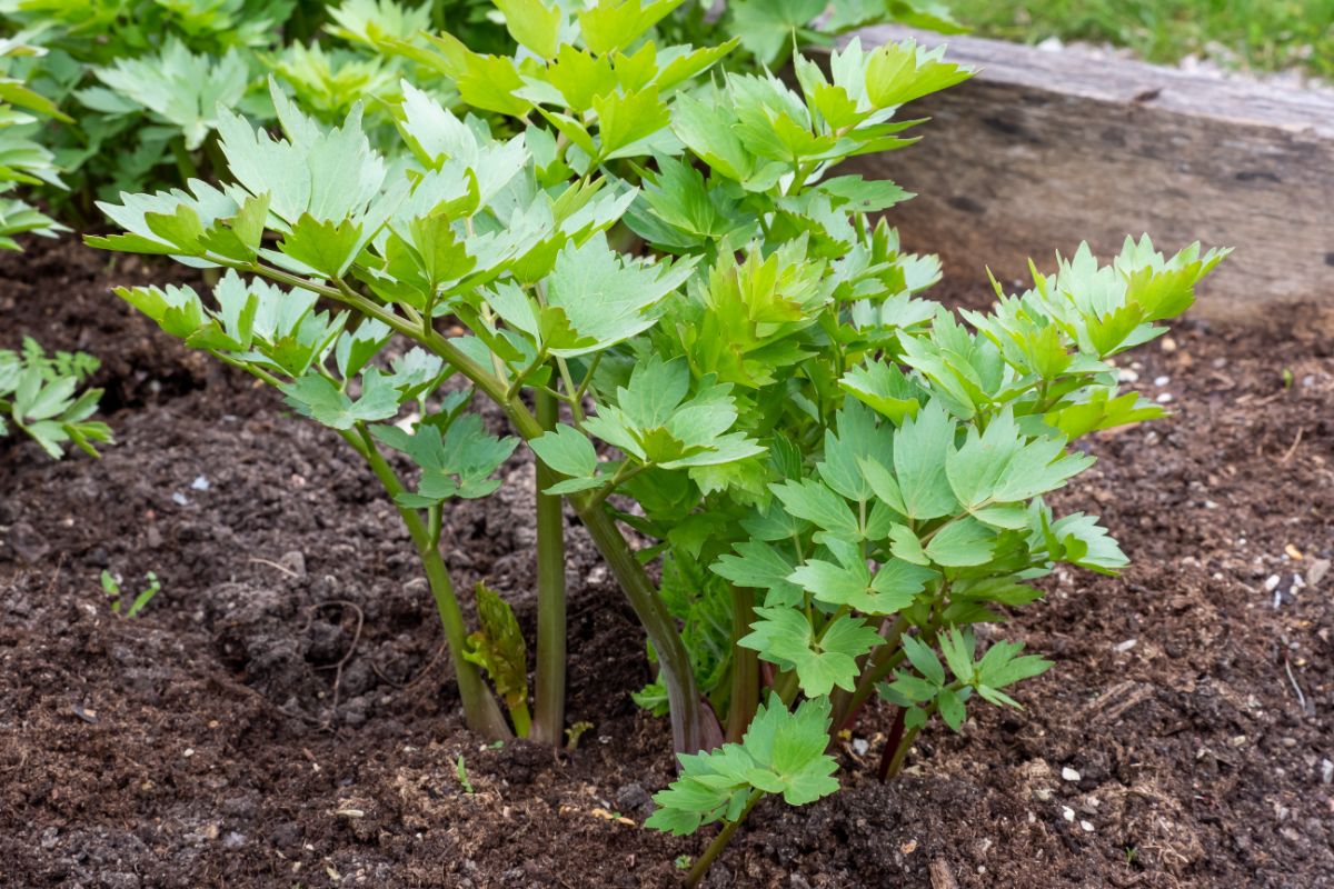 Young lovage plants growing in a garden bed.