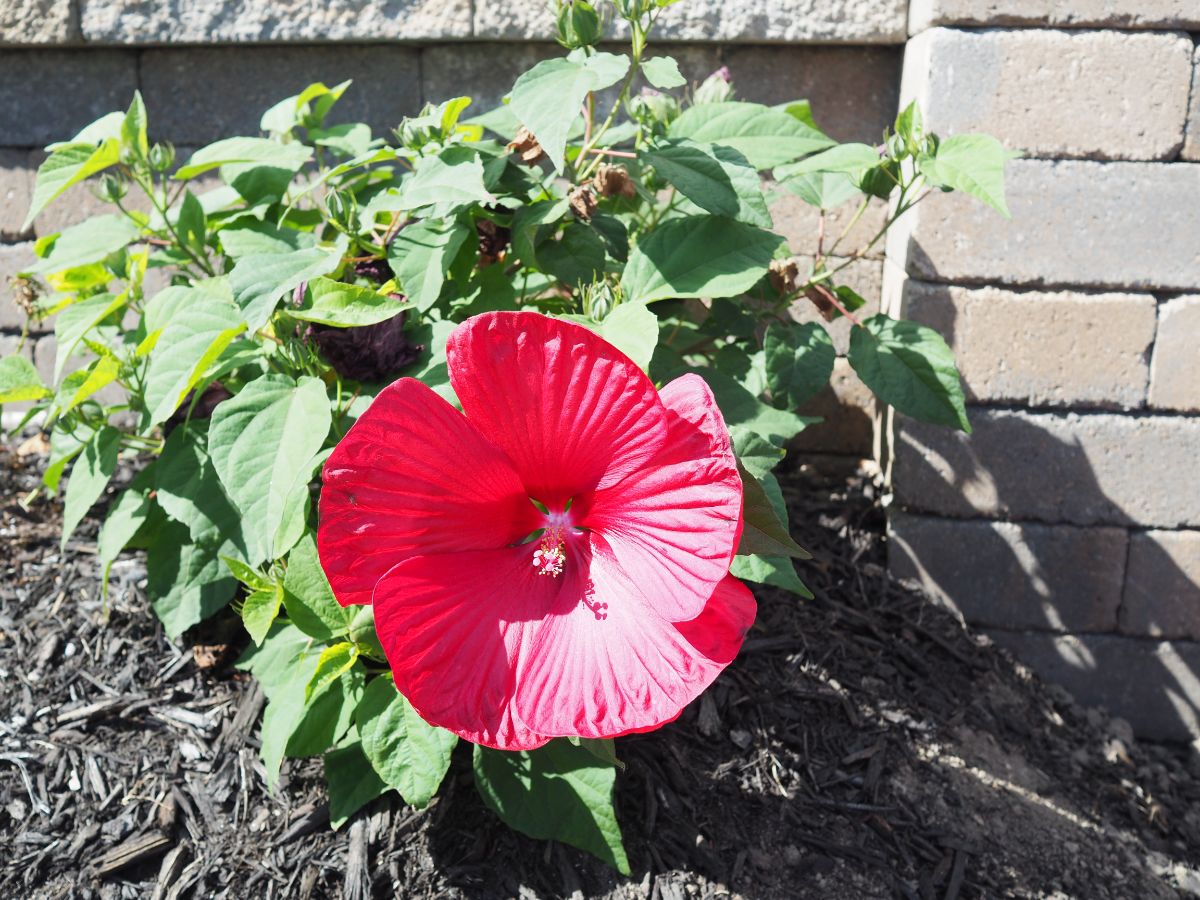 Red blooming hibiscus flower on a sunny day.