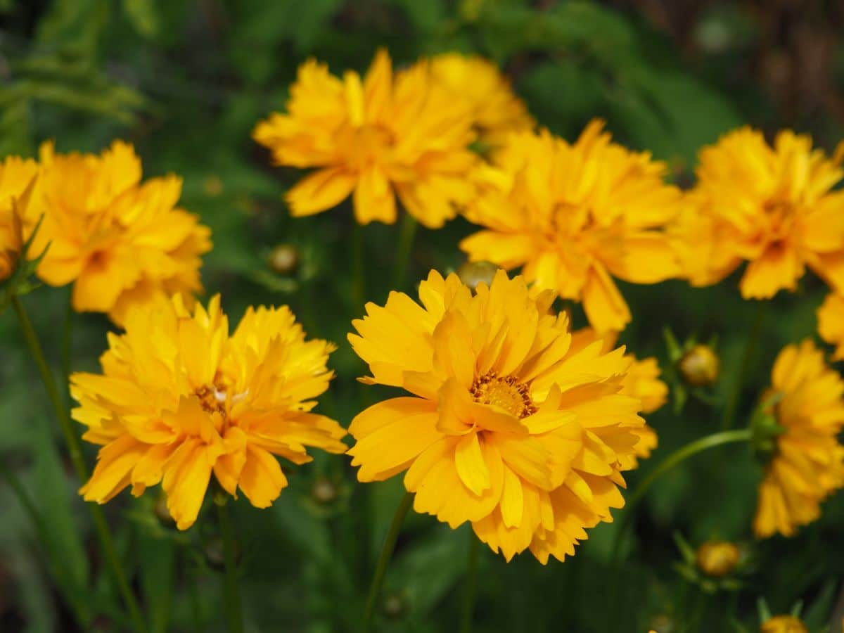 A yellow flowering Tickseed  close-up.