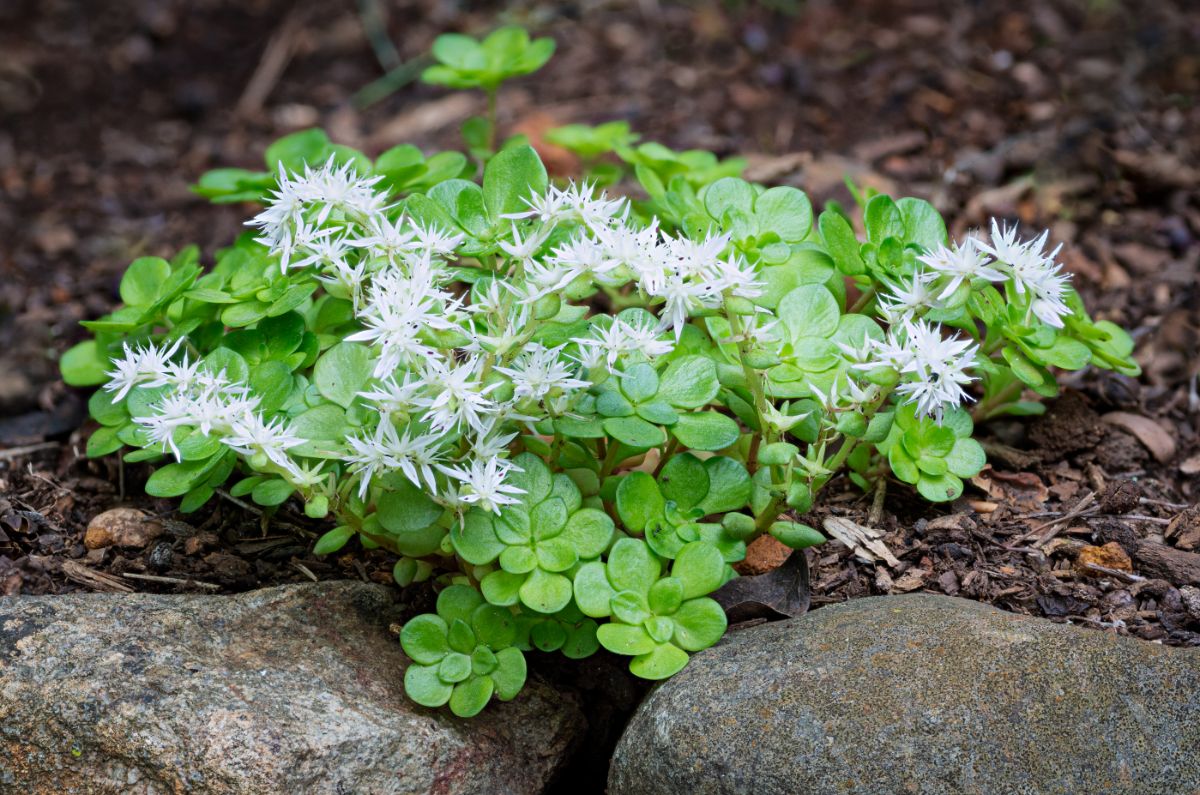 Blooming Woodland Stonecrop growing near rocks.