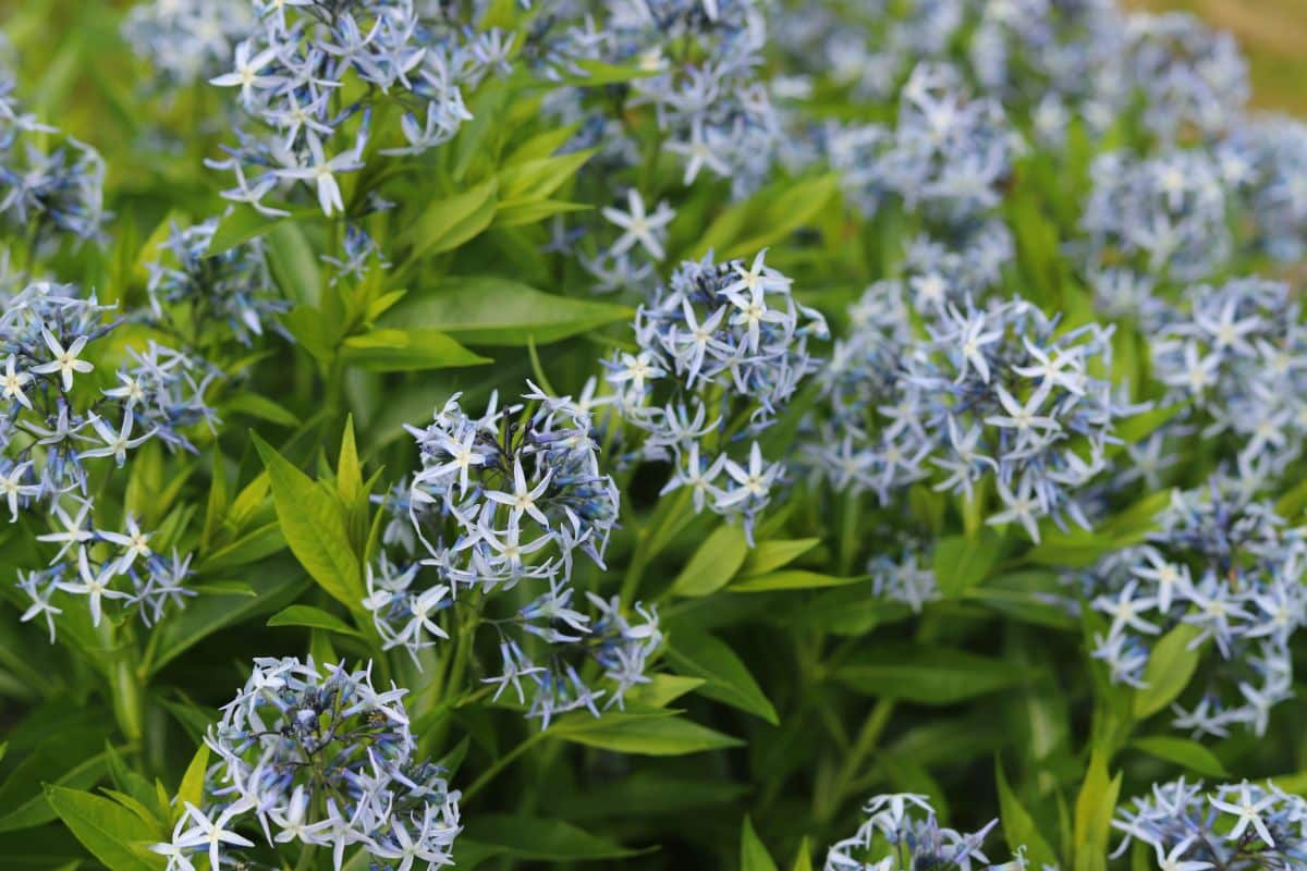 A close-up of blue blooming flowers of Amsonia' Blue Star'