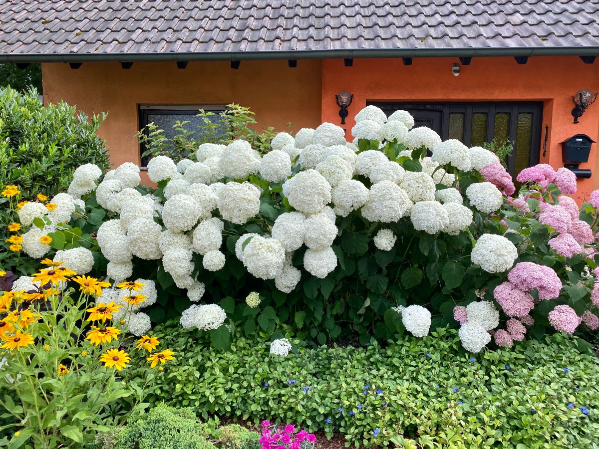 A white flowering Annabelle Hydrangea bush growing in a backyard.