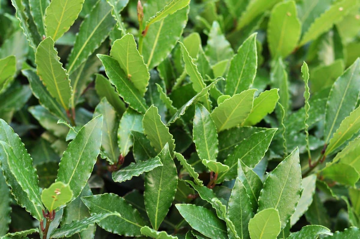 Bunch of bay laurel plants close-up.
