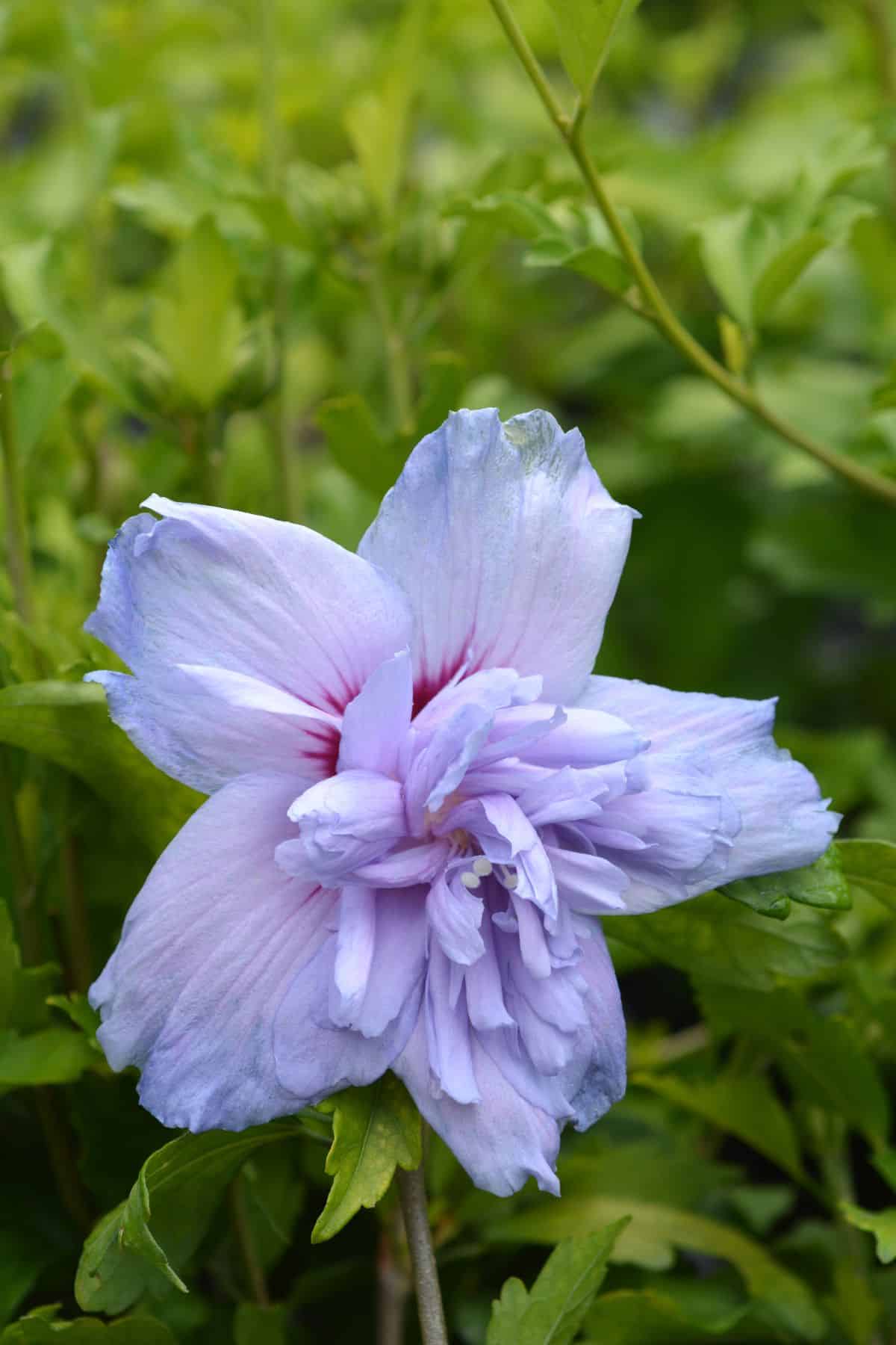 Curly purple blooming hibiscus flower.