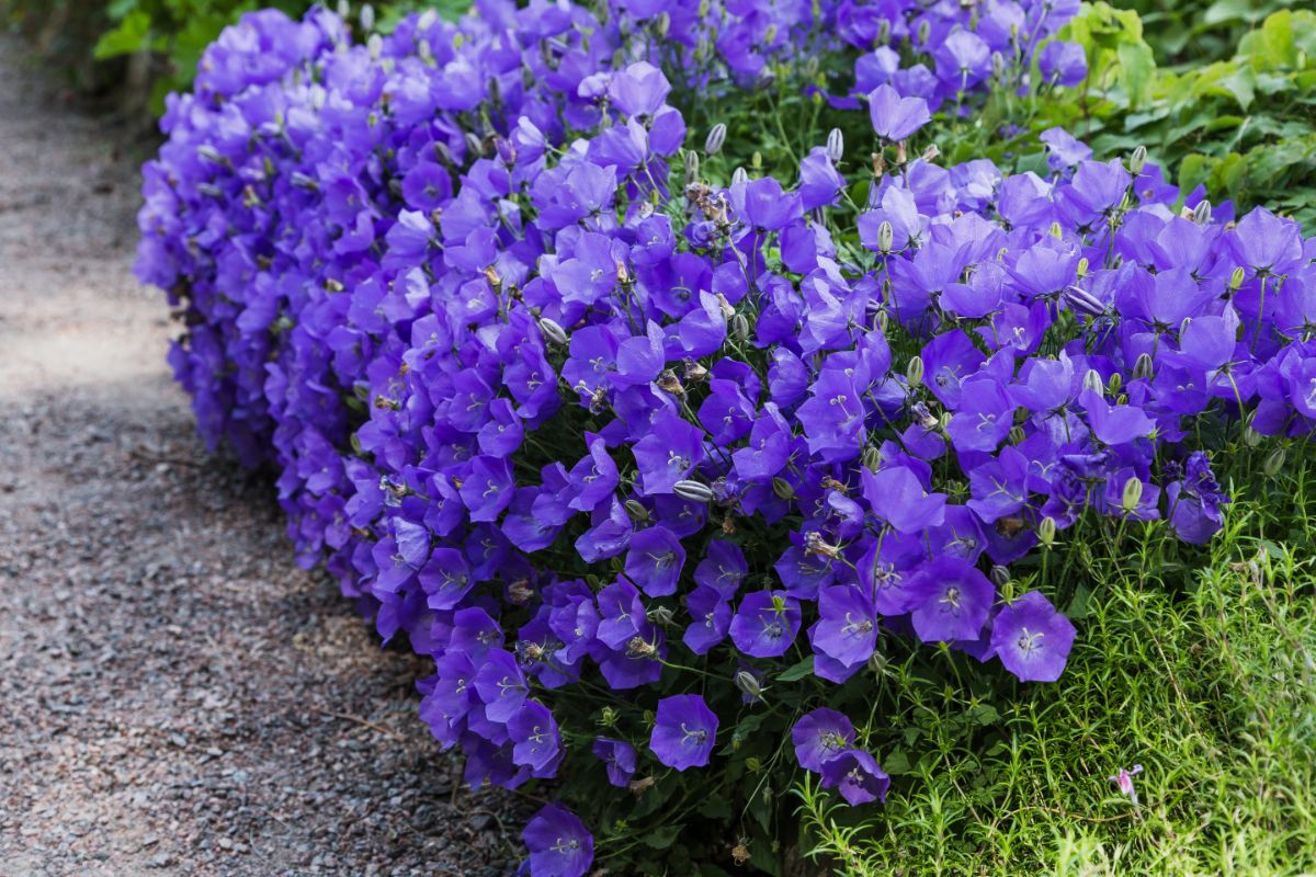 Vibrant blooming purple Carpathian Bellflowers near a pavement.
