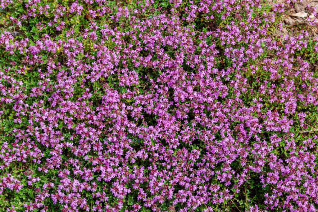 25 Perennial Ground Covers to Beautify Your Garden