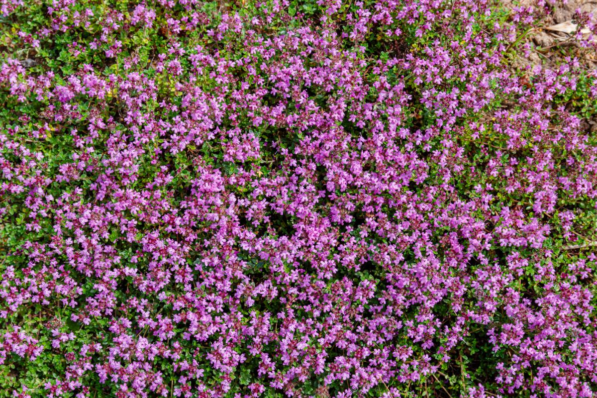 A purple blooming Creeping Thyme.