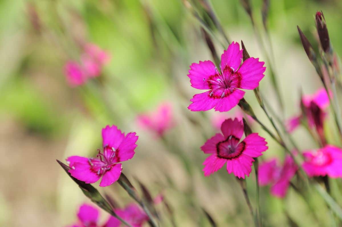 Vibrant purple blooming dianthus flowers