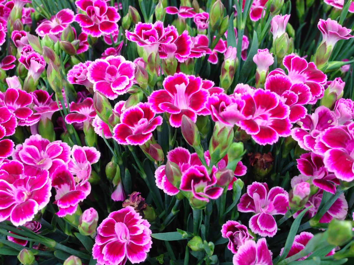 Vibrant pink-purple blooming dianthuses.