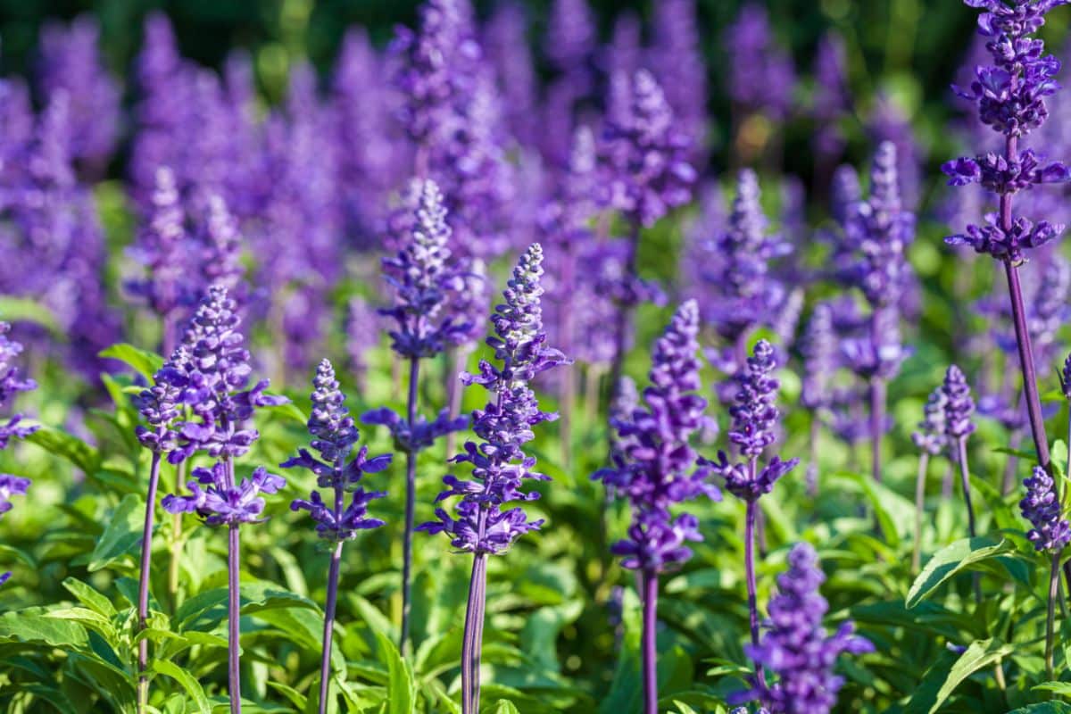 Purple blooming flowers of English Lavender