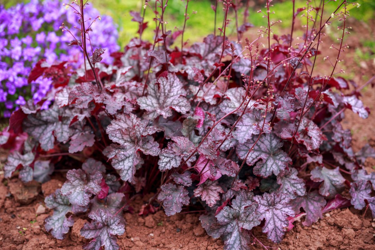 Beautiful blooming Heuchera bush.