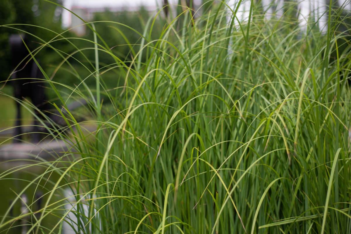 A close-up of Cord Grass growing near a river.