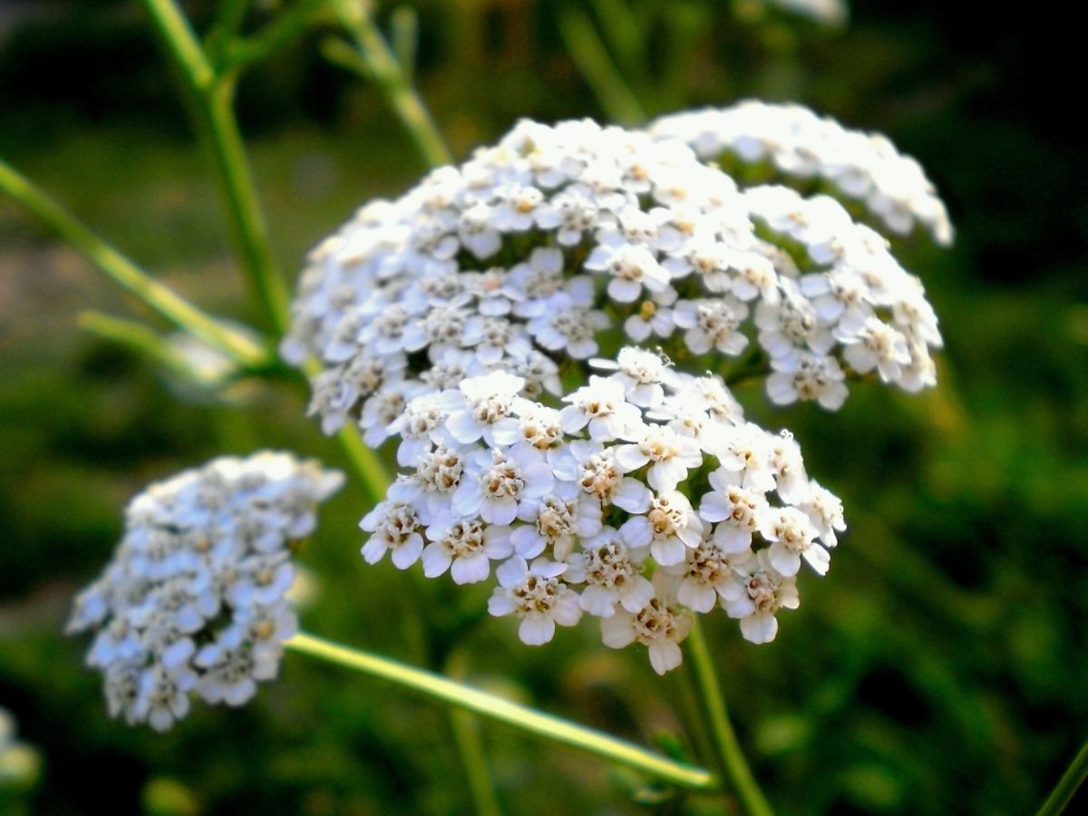 A white flowering yarrow close-up.