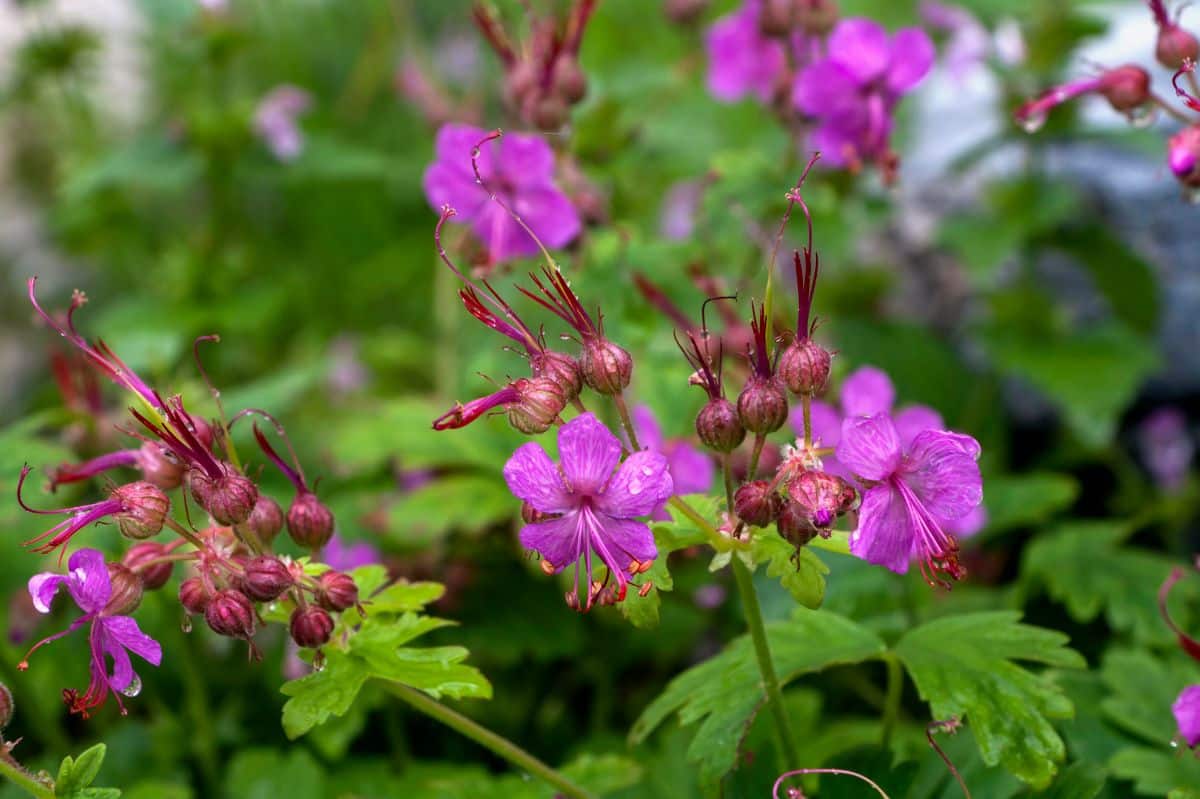 A close-up of pink blooming flowers of Bigfoot Geranium.