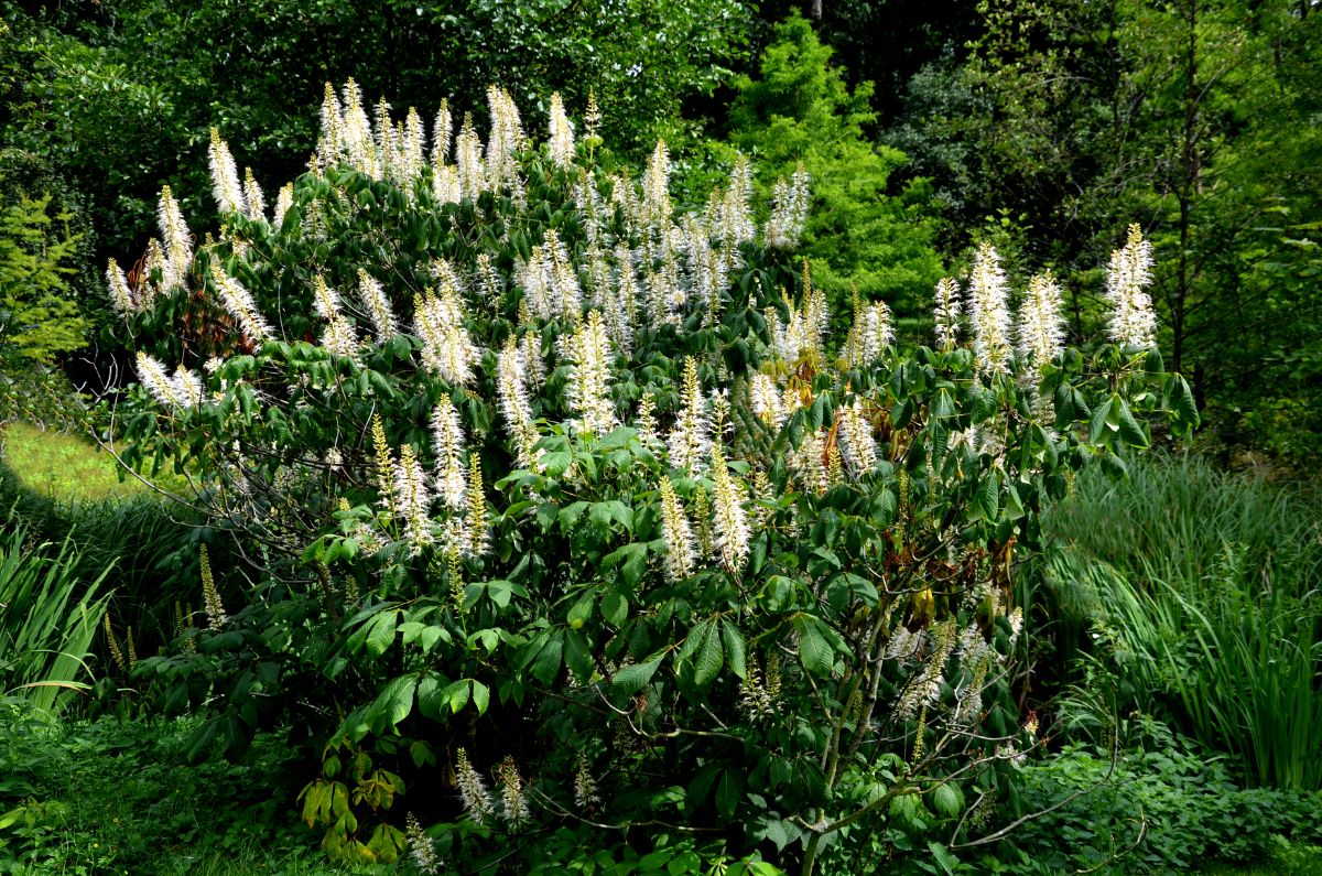 A white flowering Bottlebrush Buckeye shurb.