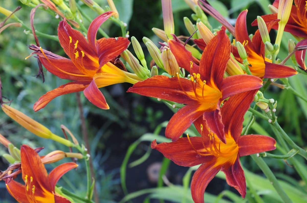 Orange flowers of blooming daylilies.