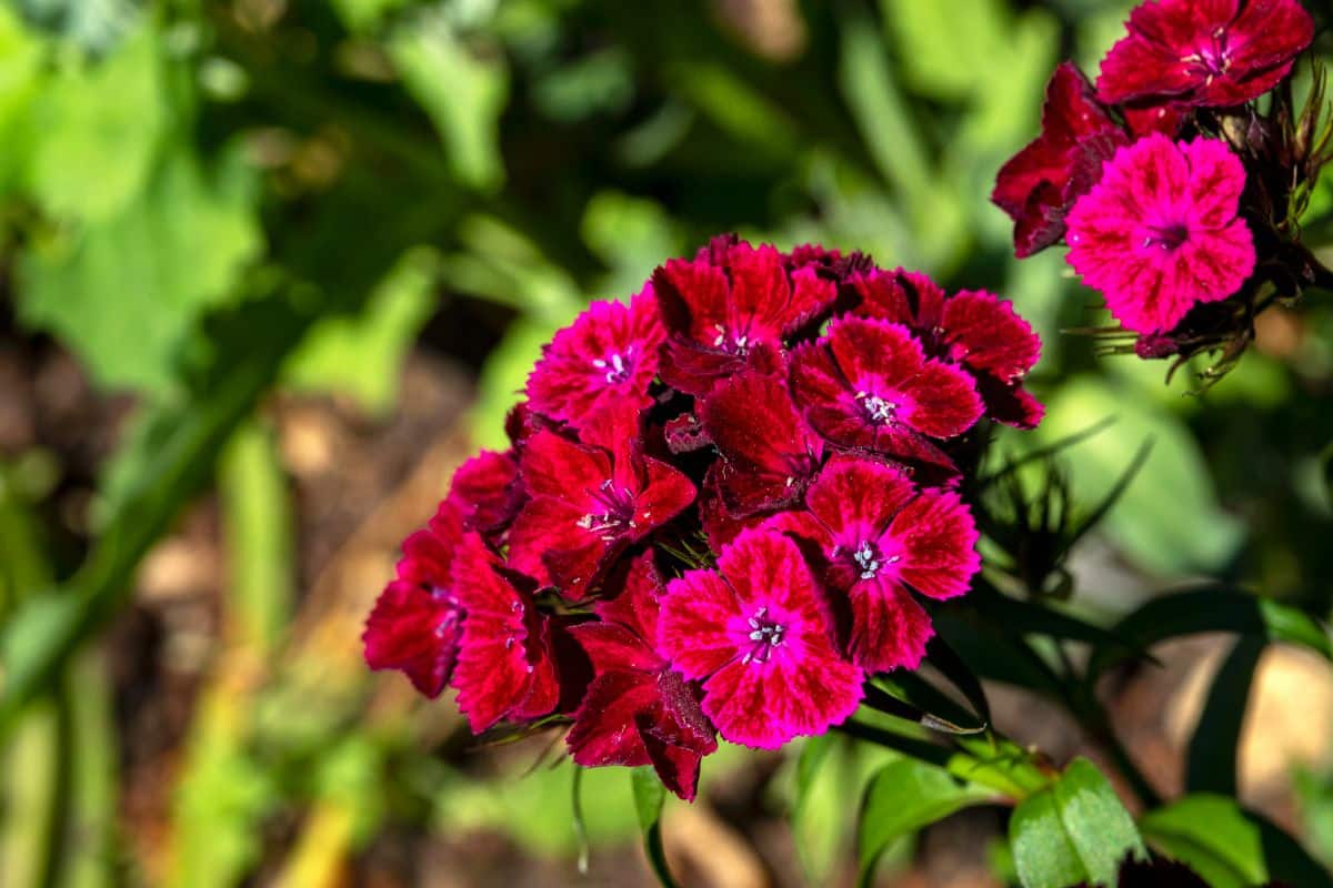 Vibrant red blooming flowers of dianthus.
