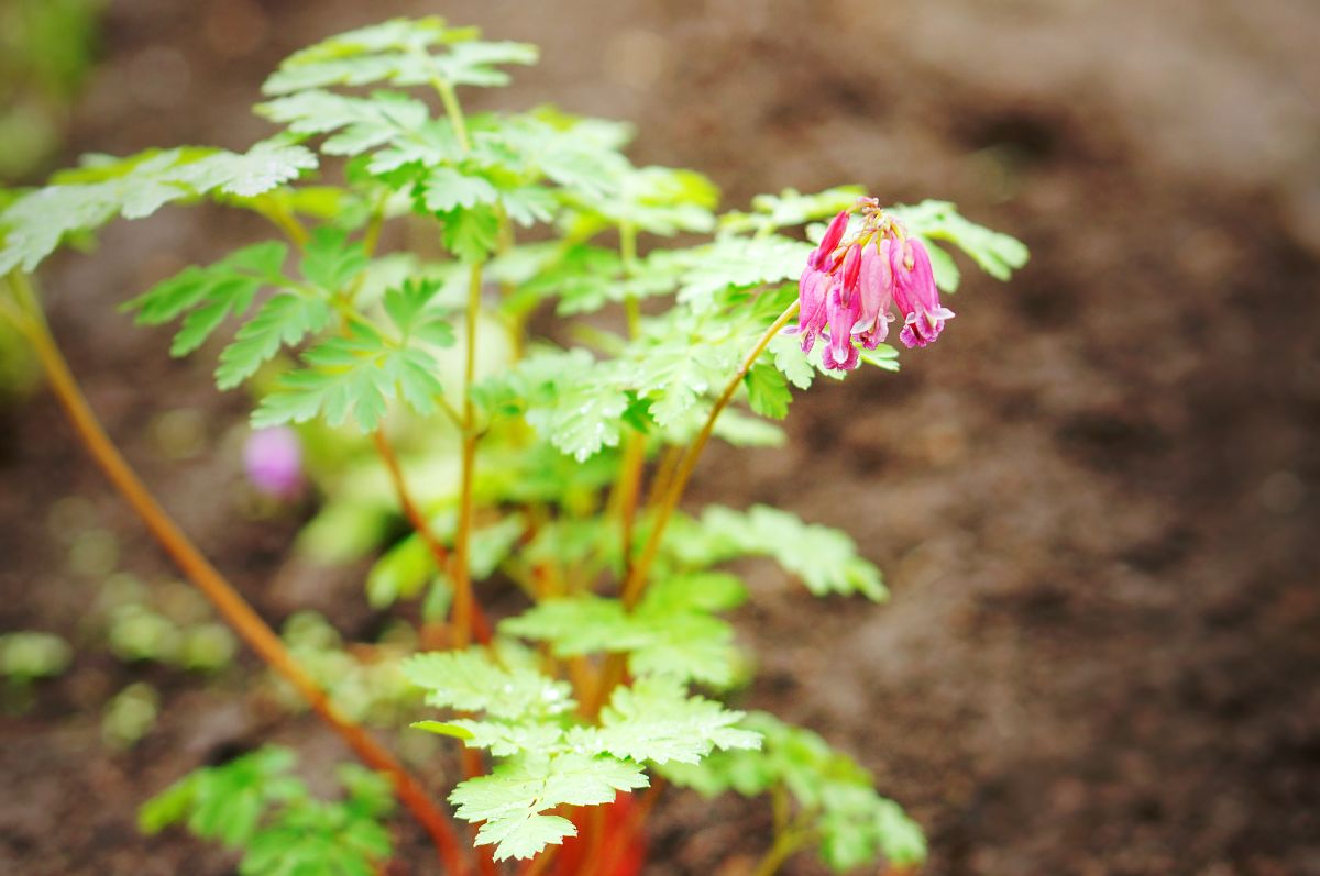 Fern-Leaf Bleeding Heart with a purple flower.