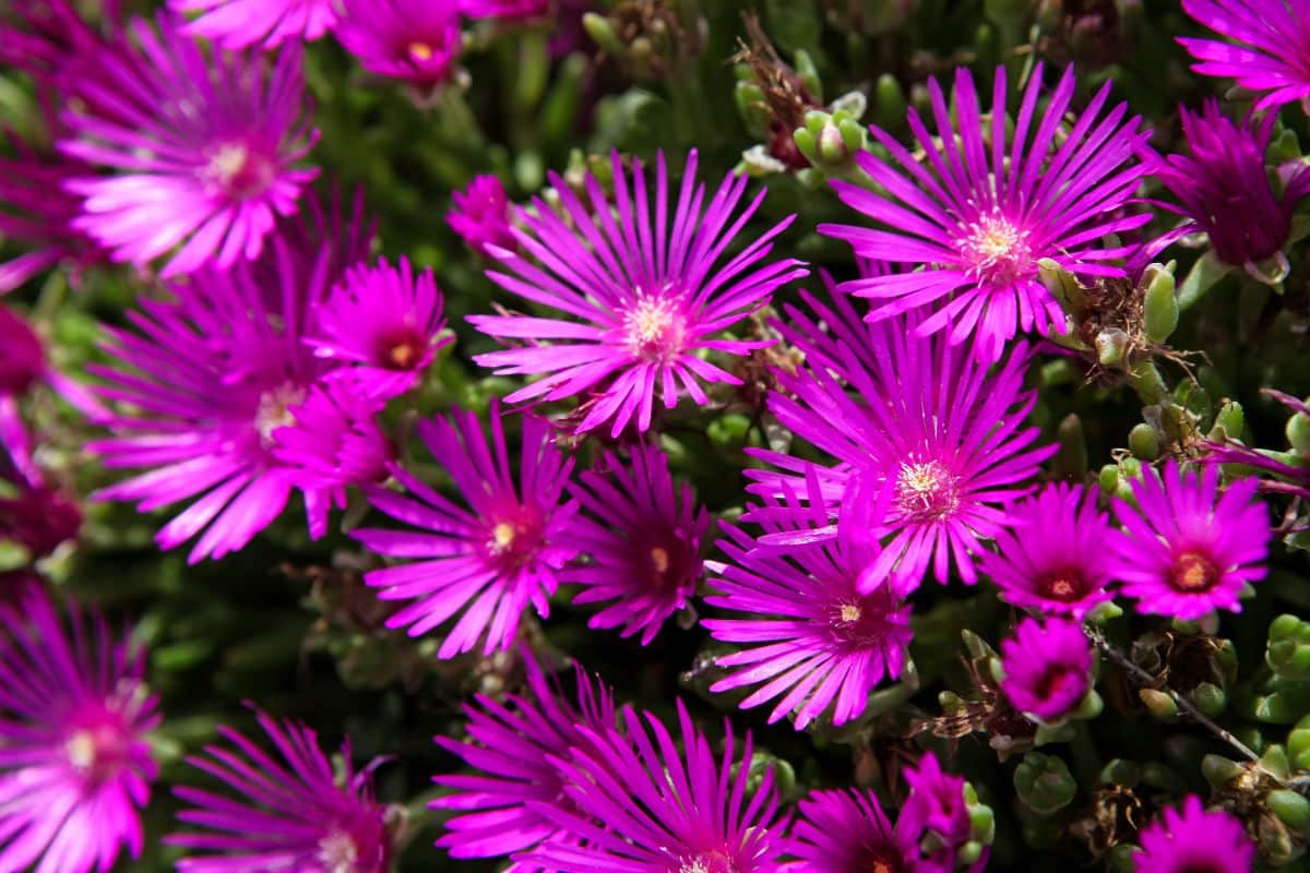 Purple vibrant flowers of Ice Plant.