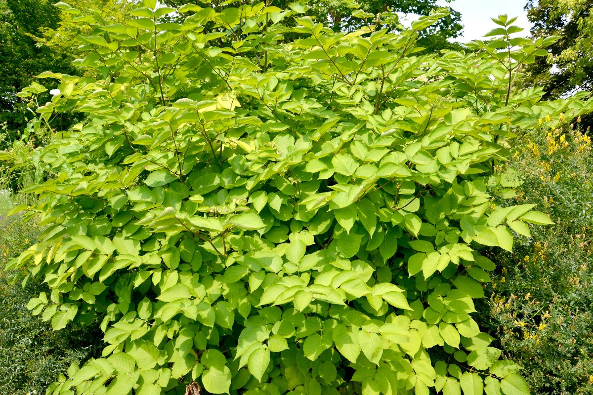Vibrant green leaves of Japanese Spikenard 