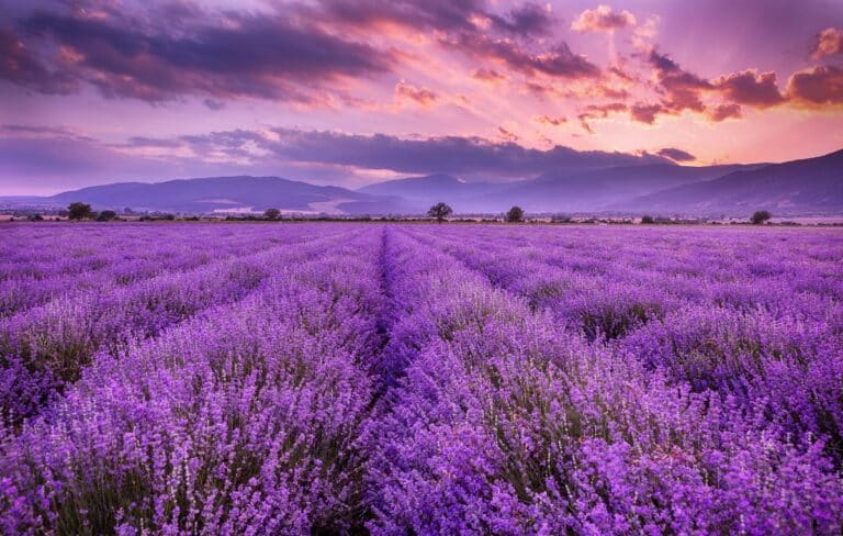 27 Perennial Flowers That Bloom All Summer