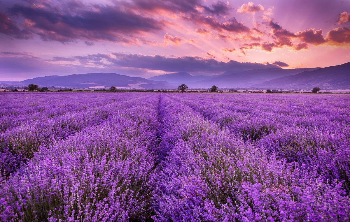 A beautiful blooming field of lavender at sunset.