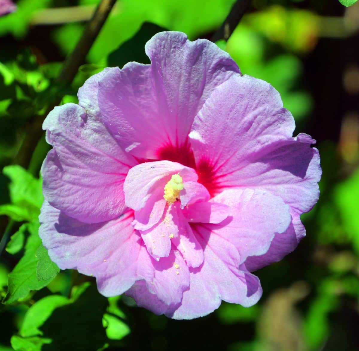 Curly pink blooming hibiscus flower on a sunny day.