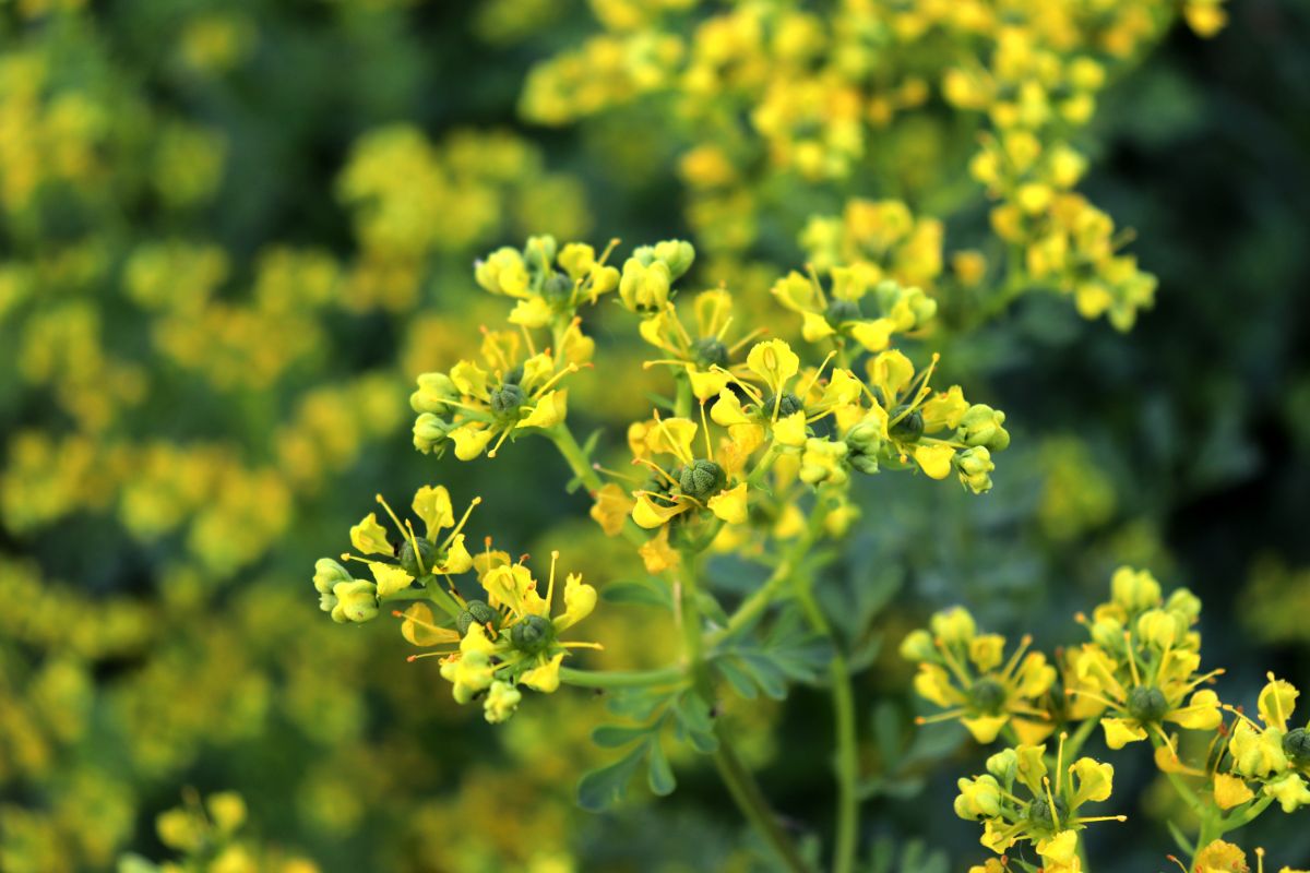 A yellow blooming rue plant close-up.
