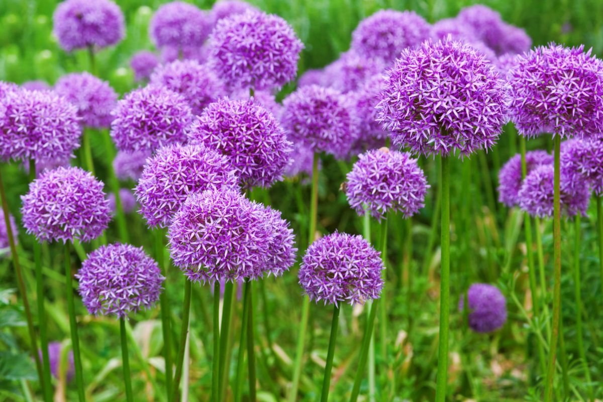 A beautiful purple blooming Alliums.