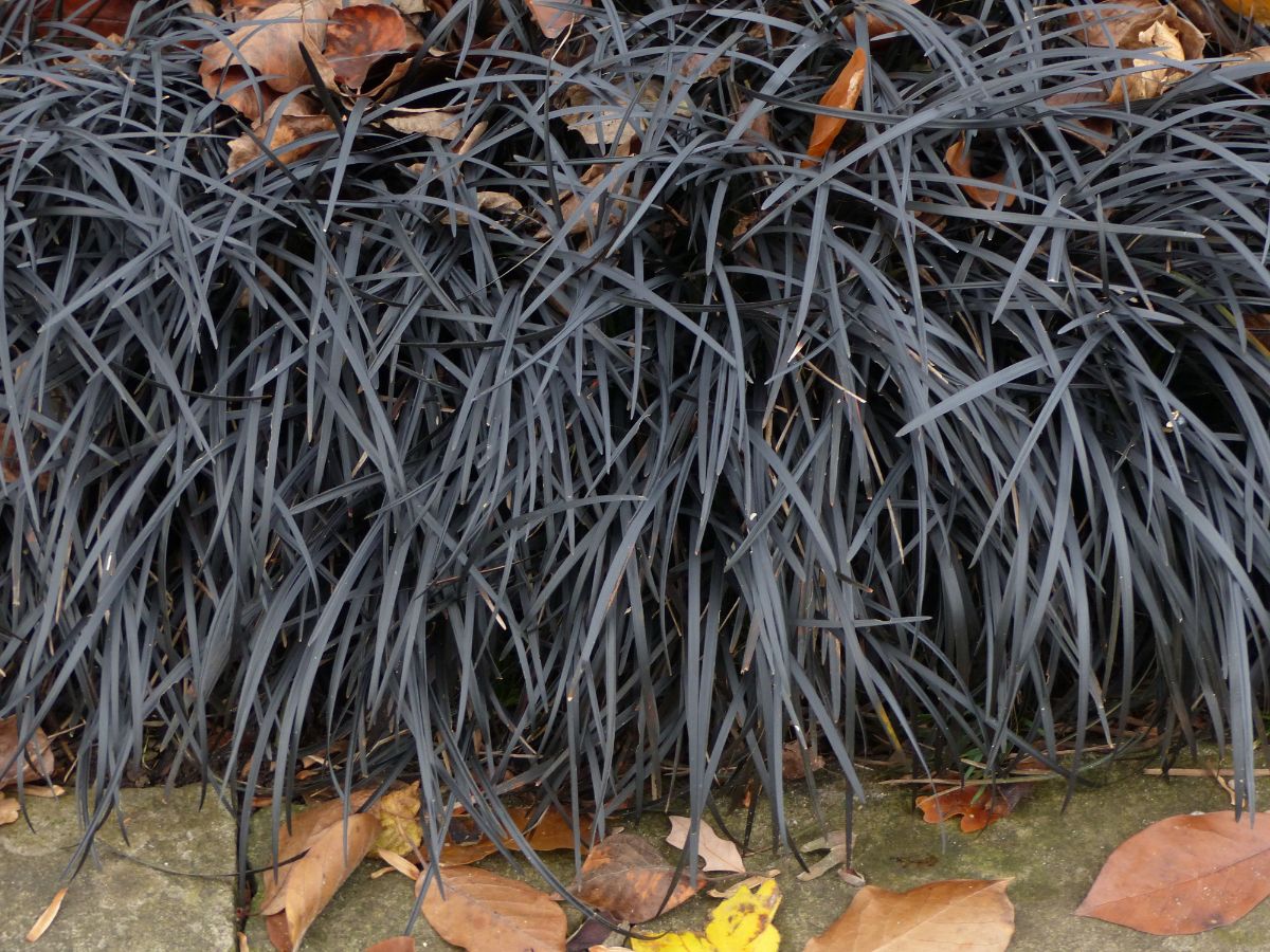 Black Mondo Grass growing on the edge of the pavement.