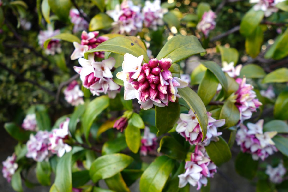 A close-up of a pink flowering Daphne Odora shrub.