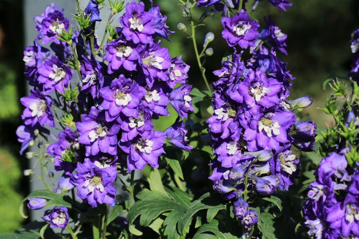 A beautiful purple blooming Delphinium.