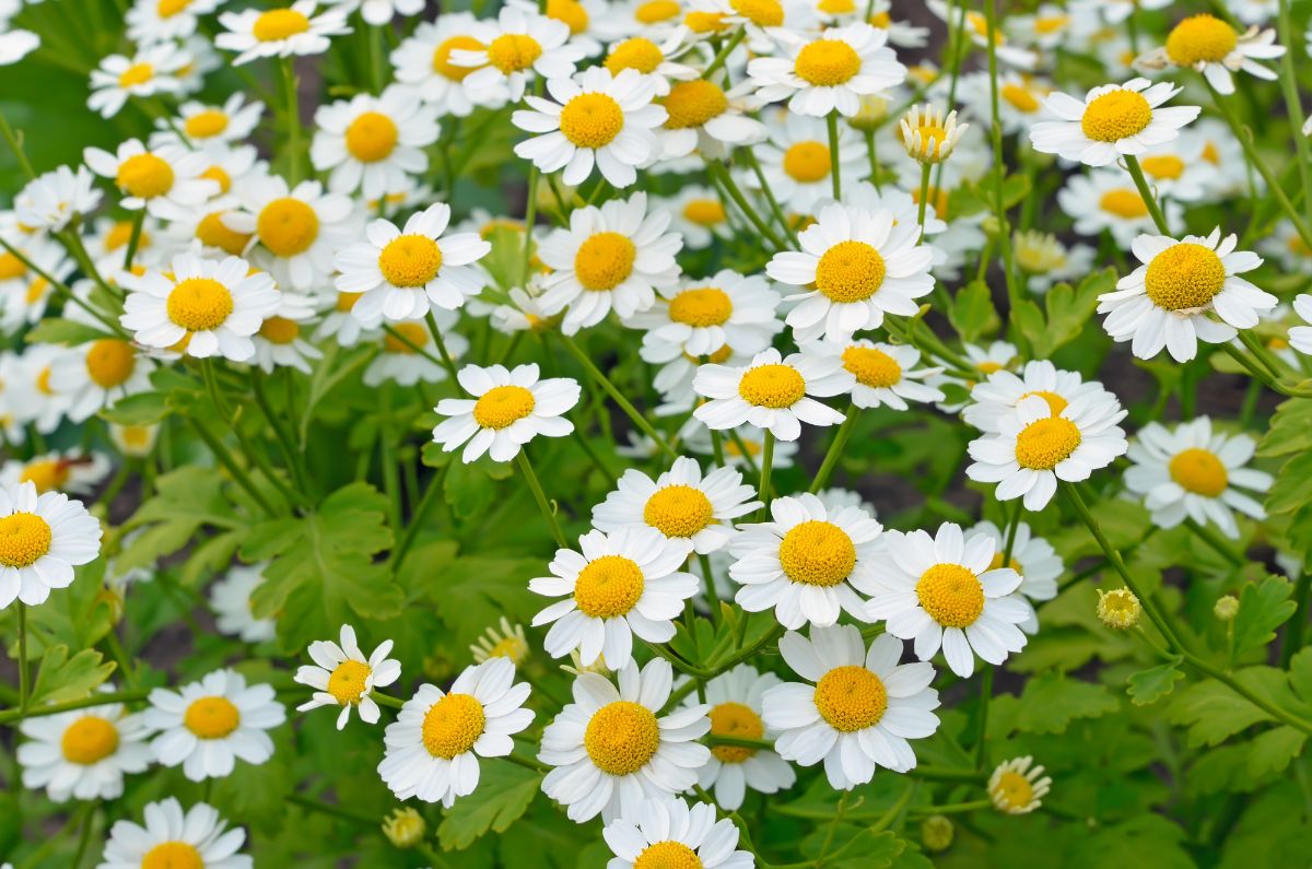 White blooming flowers of Feverfew perennials.