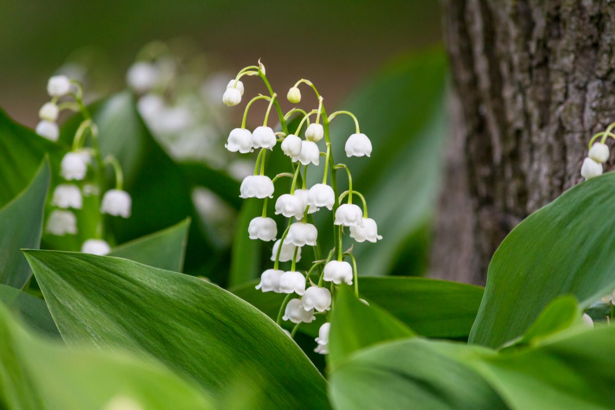 Beautiful white flowers of Lily of the Valley.