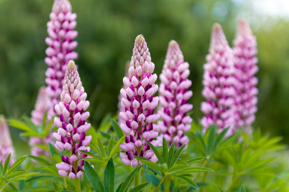 Beautiful pink blooming Lupines.