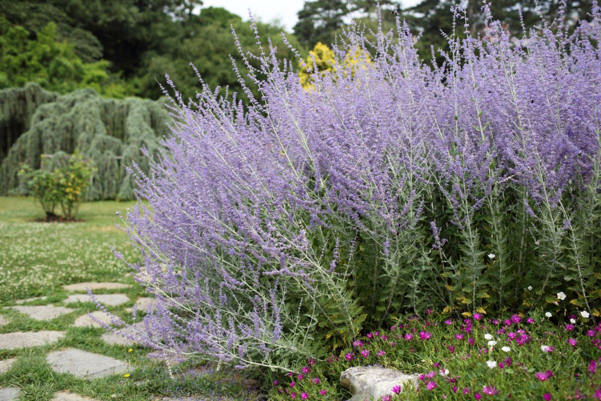 Purple blooming Russian sage bush in a garden.