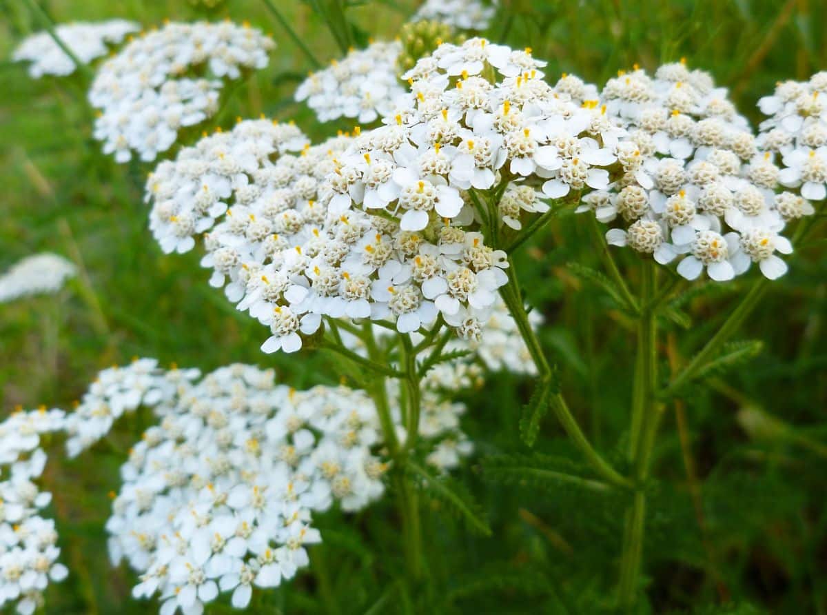White blooming yarrow on a meadow.