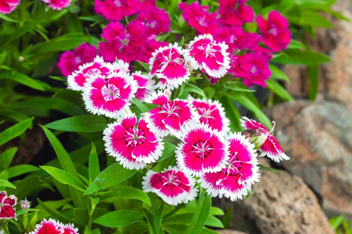 Pink with white edges blooming flowers of dianthus.,