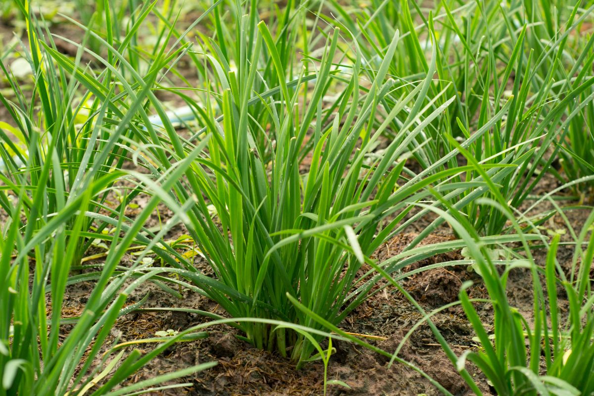 Garlic chives growing in a garden.