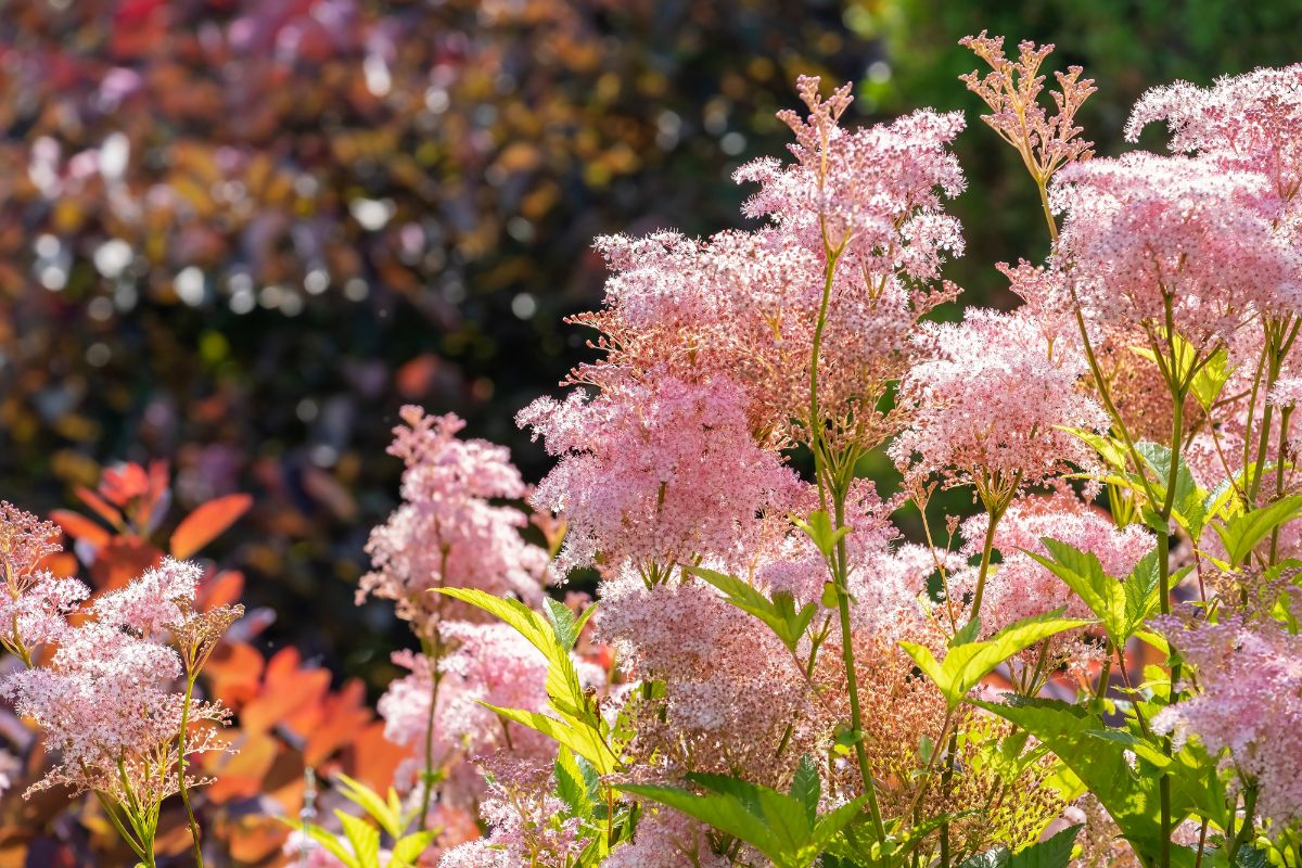 Pink blooming Queen of the Prairie on a sunny day.