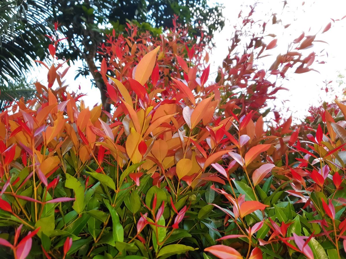 Red-orange leaves of Red Robin bush.