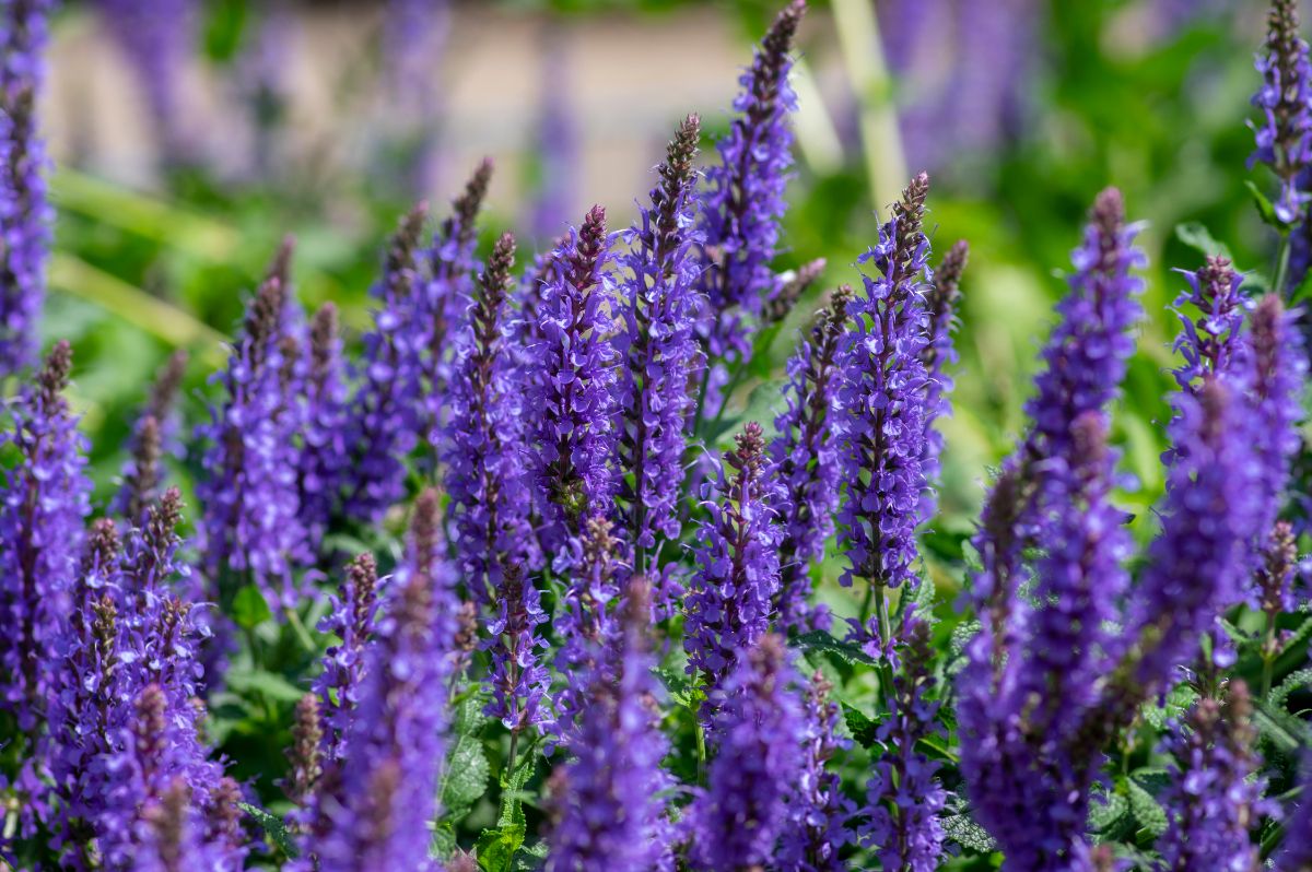 A bunch of purple-blooming salvias.