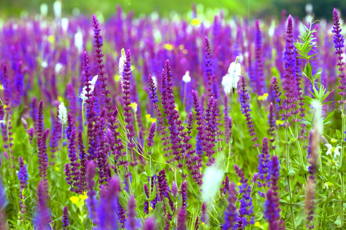 A vibrant purple blooming Sage on a meadow.