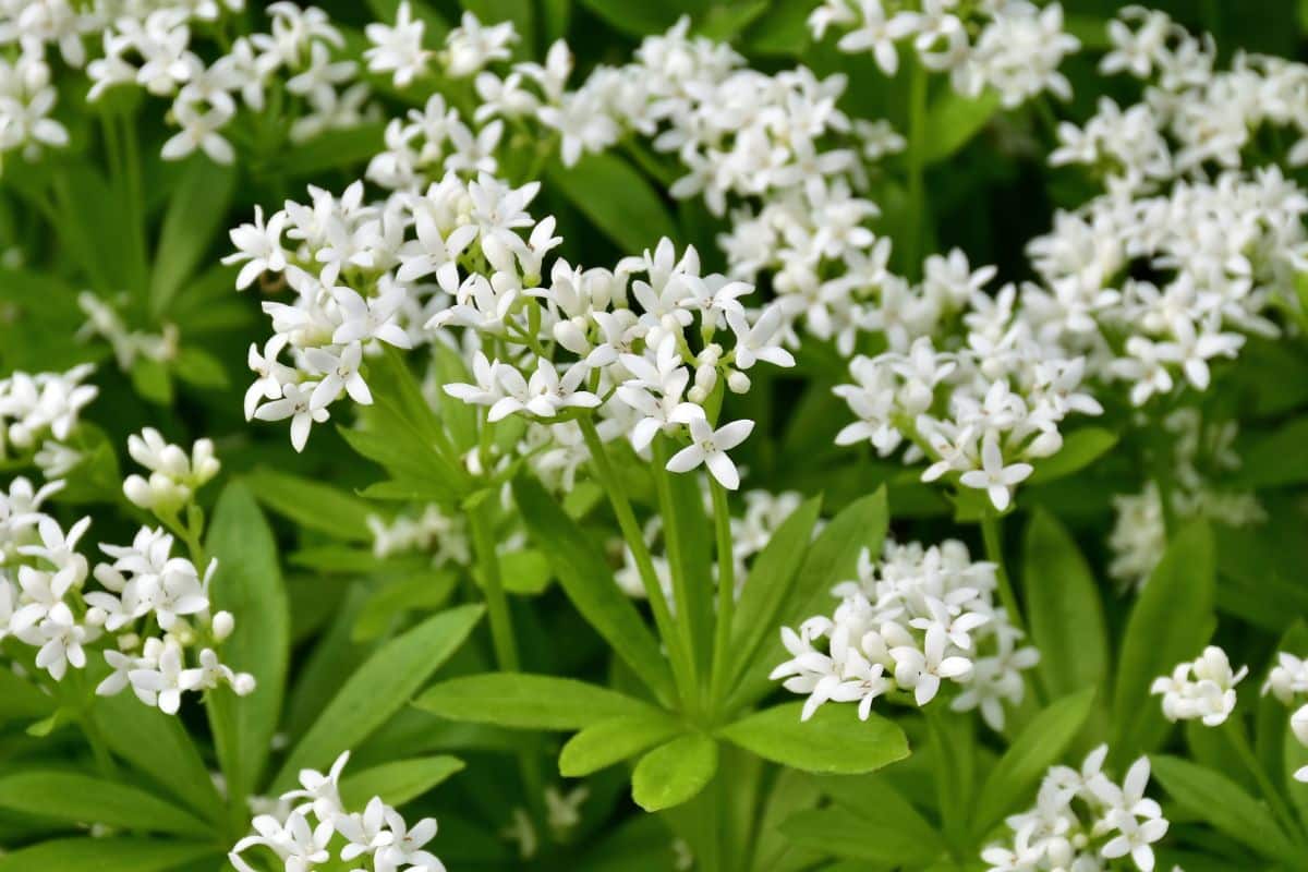 White blooming flowers of Sweet Woodruff.