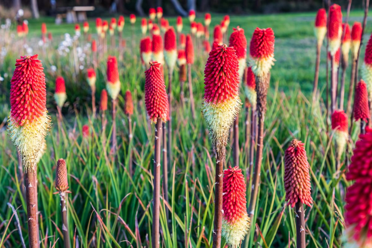 Beautiful red blooming Red Hot Poker perennial in a garden.