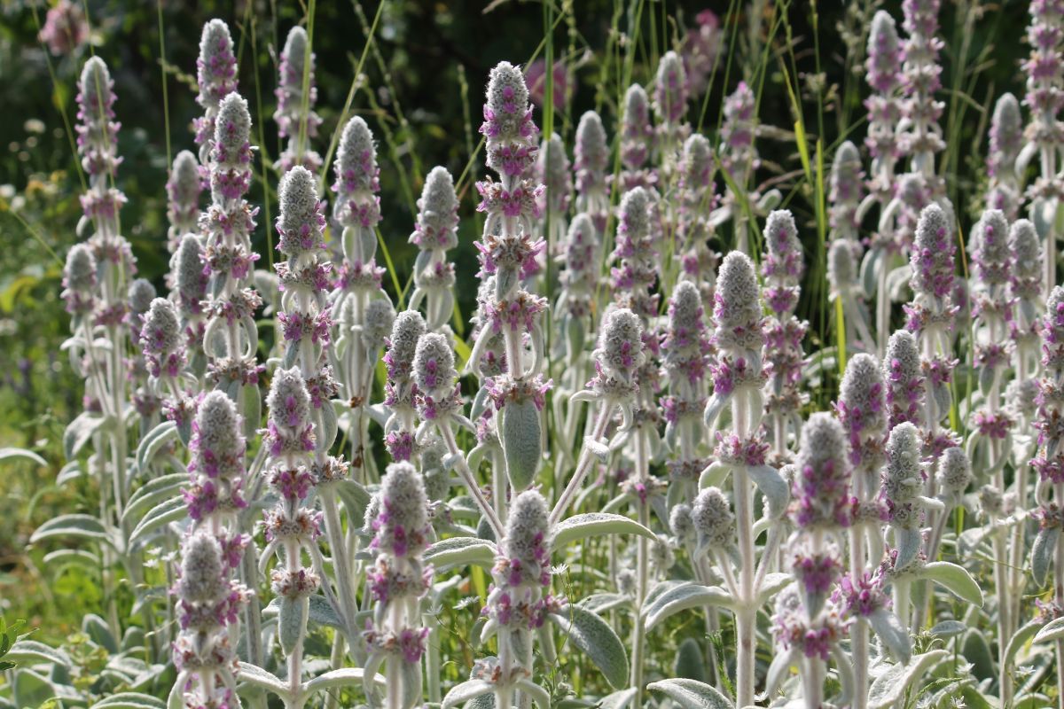 Purple flowers of blooming Woolly Hedgenettle