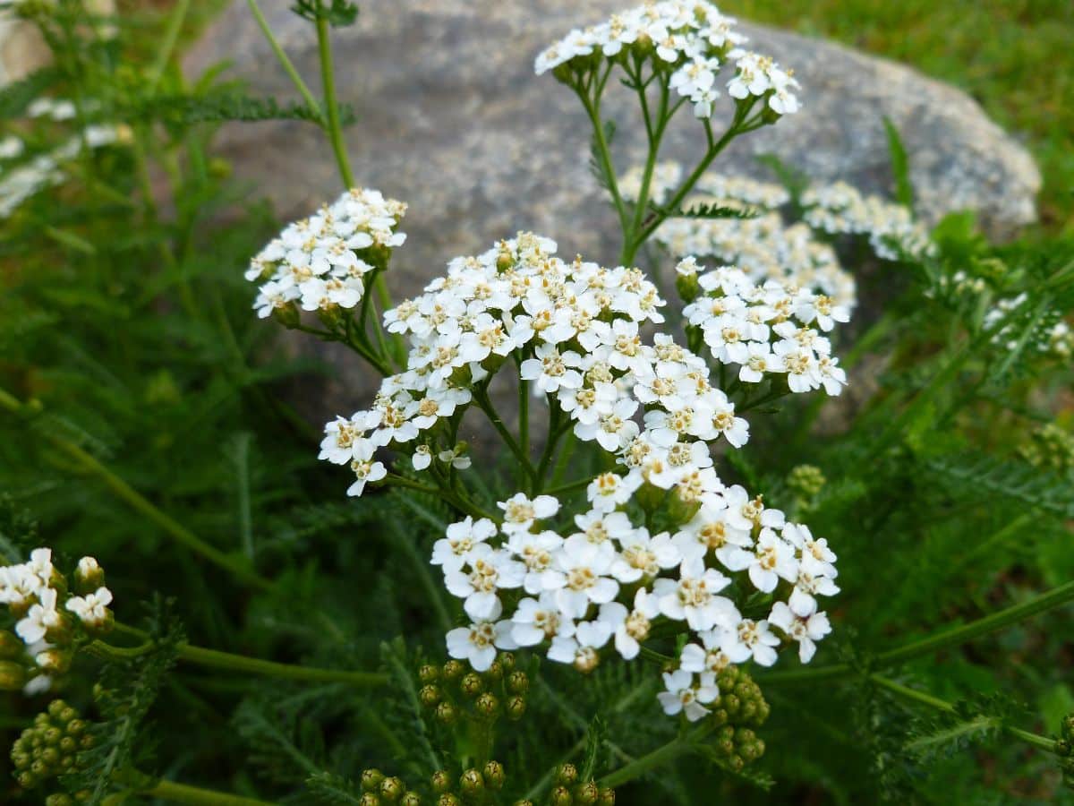 Blooming white yarrow in a garden.