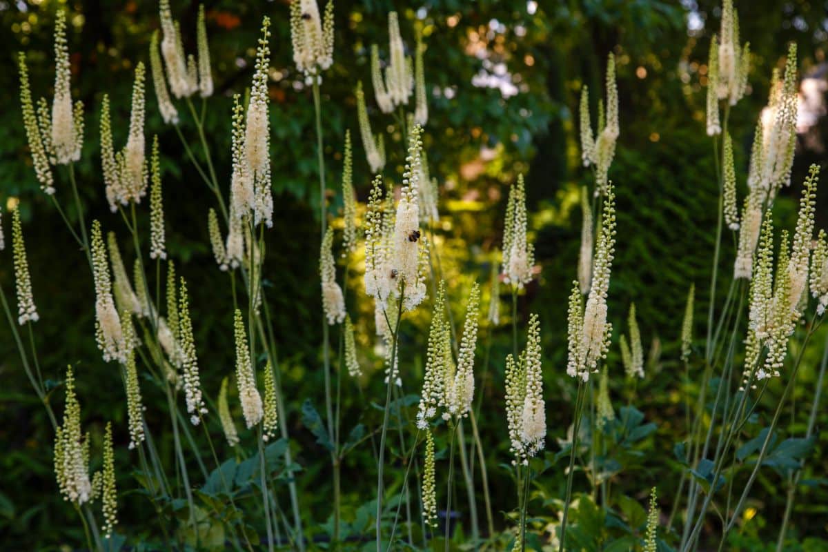 Tall blooming stalks of Black Cohosh 