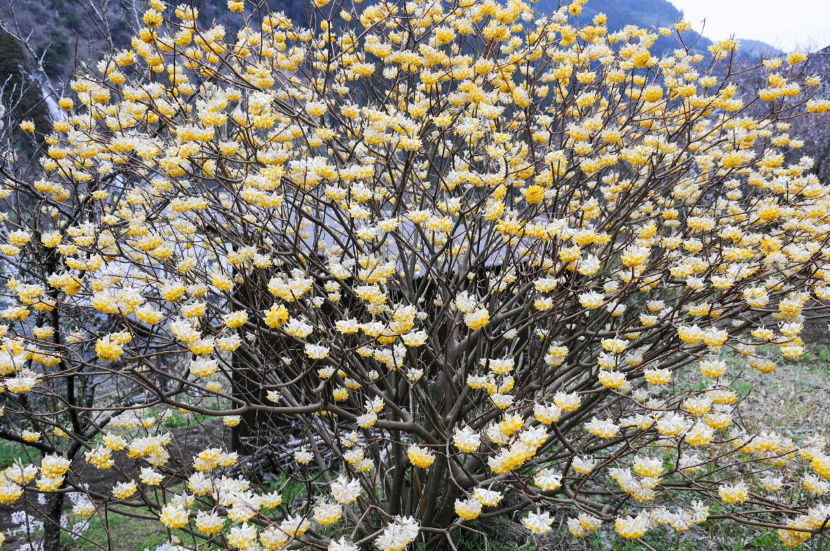 A white flowering Chinese Paperbush shrub.